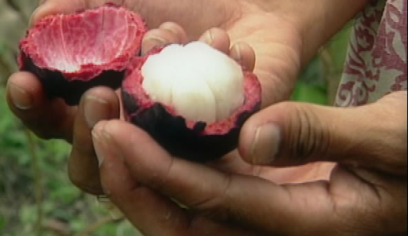 Gezond door Mangosteen